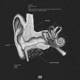 tinnitus Single