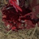 I Want Blood Single