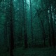 Forgotten Forest Single