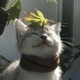 nyag little kitty feat Soapia Single