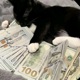 DROP IT LOW Single
