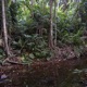 In a Di Junglezz Single