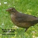 Born to Sing Blackbird Single