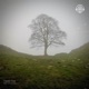 a dark cafe and a warm breeze Single