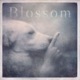 Blossom Single