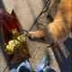 PERRO FIEL Single