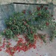 If You Touch You Must Buy It 2 75 ROSE SONG Single
