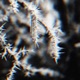 Black Ice Single