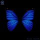 Butterfly Single