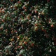 Cashmere Single
