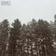 Signals Single