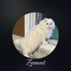 Zeenat Lo fi Version Single