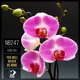 You Will Never Be Mine EP