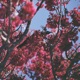 Harmony Single