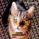 Svenbe Good Vibes Version 2 Single