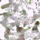 BRAINFOREST