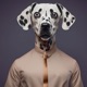 goD on no doG Single