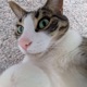 el gato Single