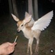 GLITCHED HALO CRYSTAL CASTLES CODED feat YukiBeats Single