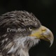Evolution Remixes Single