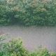 Forest Rain Single