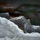 Subspecies EP