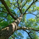 LONELY TREE Single