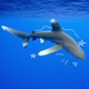 sharktale Single
