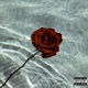 Dead Roses feat VNNY Single