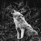 Jaw of the Hounds Single
