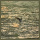 Lo Fly Single
