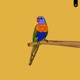 Manakin Lorikeet Single