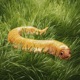 Golden Worm Single