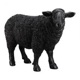 Black Sheep Single