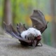 DEAD BAT Single