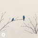 bluebirds Single