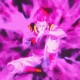 Butter Hisoka Single