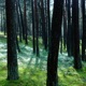 Mindful Green EP