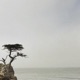 A Lone Pine Single