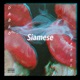 Siamese feat Spacely Single