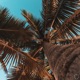 Vacation Single