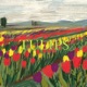 Tulips Single