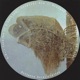 Lockjaw EP