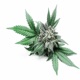 Ganja Spliff Freestyle Single