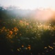 childhood lullabies Single