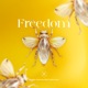 Freedom feat Lydia Lyon Single