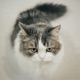 Fuzzy Boy Single