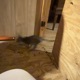 Cat Like Reflexes tabs Single