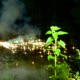Faded Glow Single