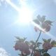 Sunny Side Up EP